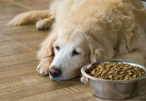 Voedselallergie bij honden: symptomen, oorzaken, behandeling en preventie